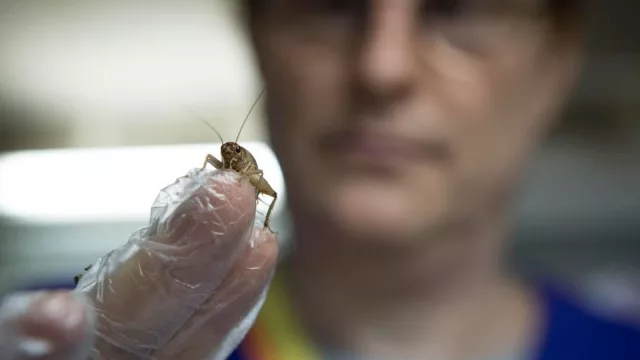 Harina de grillo, snacks de larvas y más: la industria que entoHarinas desarrolla para exportar (Argentina aún no habilita para consumo humano)