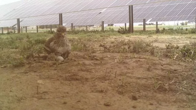 Cataluña buscar liderar la transición energética con un modelo fotovoltaico respetuoso con la biodiversidad y estrictos criterios ambientales